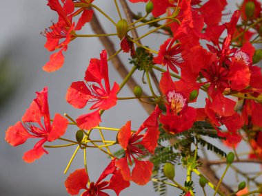 Güzel, parlak renkli Guppy Ağacı