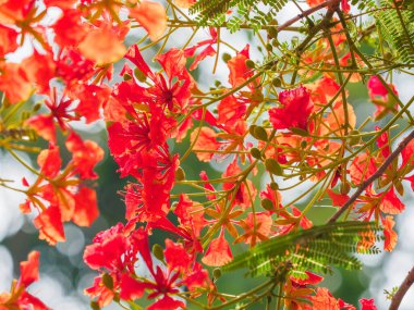 Güzel, parlak renkli Guppy Ağacı
