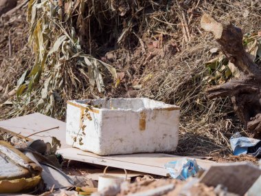 Güzel, parlak renkli Guppy Ağacı