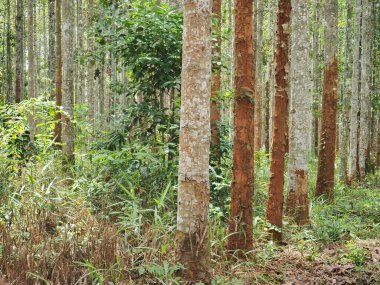 Dipterocarpus alatus roxb ağaç dikim alanı