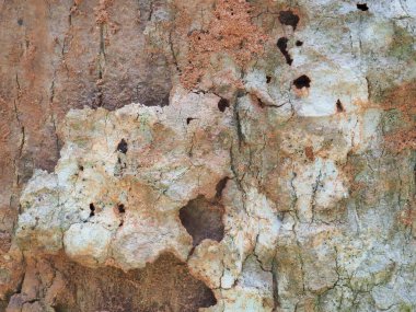 Taze kabuğun doğal bir deseni vardır..