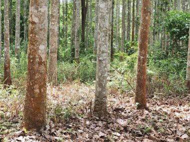 Dipterocarpus alatus roxb ağaç dikim alanı