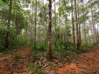 Dipterocarpus alatus roxb ağaç dikim alanı