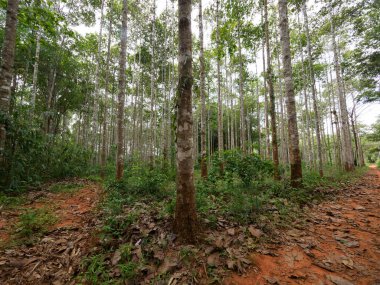 Dipterocarpus alatus roxb ağaç dikim alanı