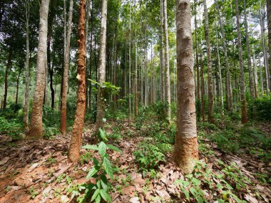 Dipterocarpus alatus roxb ağaç dikim alanı