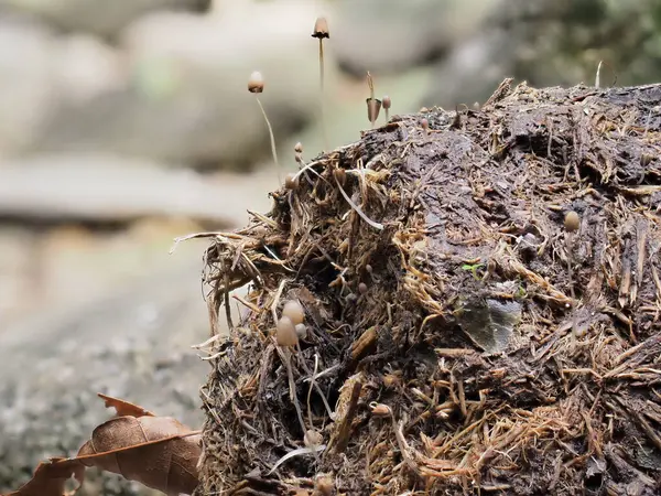 stock image Mushrooms and plants grow on elephant dung.