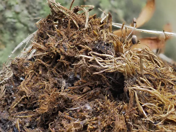 stock image Mushrooms and plants grow on elephant dung.