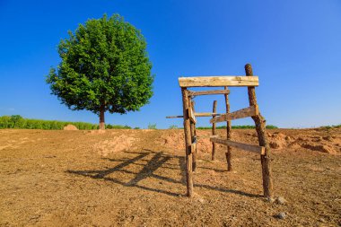 Tek başına bir ağaç açık bir arazinin ortasında duruyor. 