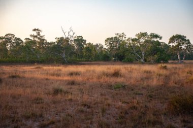  Phra Tanga Adası 'ndaki Savanna otlağı