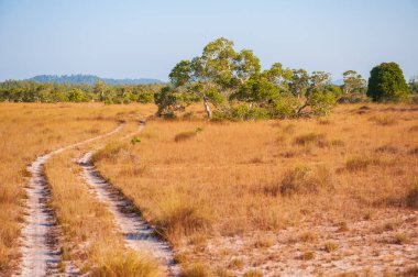  Phra Tanga Adası 'ndaki Savanna otlağı