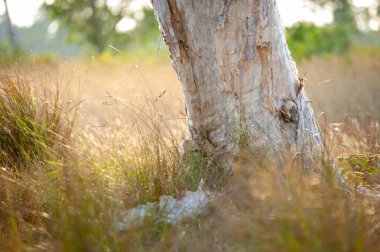  Phra Tanga Adası 'ndaki Savanna otlağı
