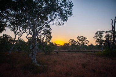  Phra Tanga Adası 'ndaki Savanna otlağı