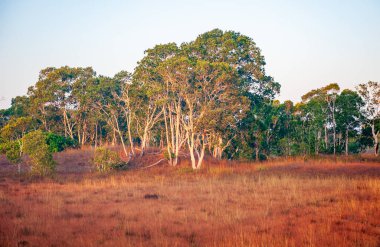  Phra Tanga Adası 'ndaki Savanna otlağı