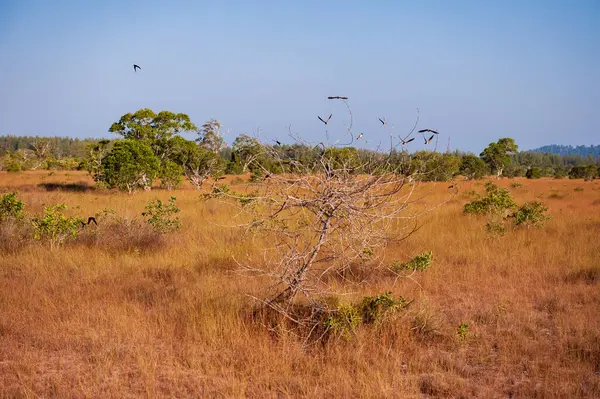 stock image  Savanna grassland on Phra Thong Island