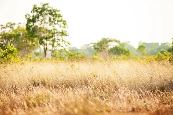 stock image  Savanna grassland on Phra Thong Island