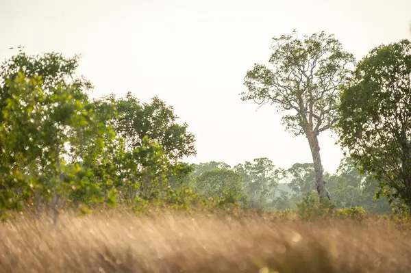 stock image  Savanna grassland on Phra Thong Island