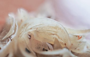 Tırnakları kesilmiş ve tırnakları üst üste yığılmış..