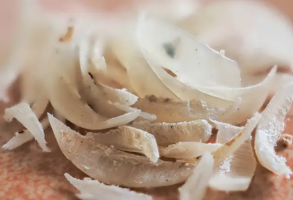 stock image Clipped fingernails and toenails piled up in clumps.