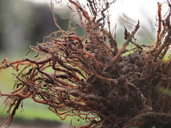 Stock image Weed roots with soil for planting