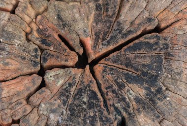 Kesilen tahtanın yüzeyi.