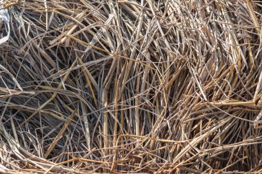 Açık alanda kuru otlar.