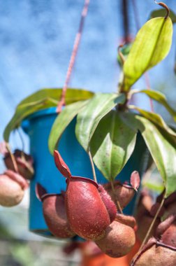 Nepenthes are grown in pots in a greenhouse. clipart