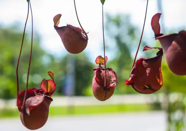 stock image Nepenthes are grown in pots in a greenhouse.