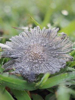 Çimenlerdeki mantarlar çiğ damlıyor..