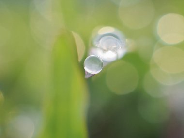Sabahları çimlere çiy damlaları düşer.
