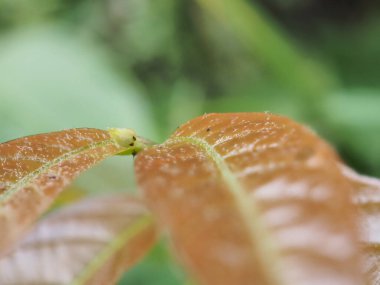 Yağmur mevsiminde ormandaki bitkiler ve çiçekler