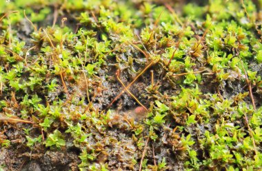 Yağmur mevsiminde yosun.