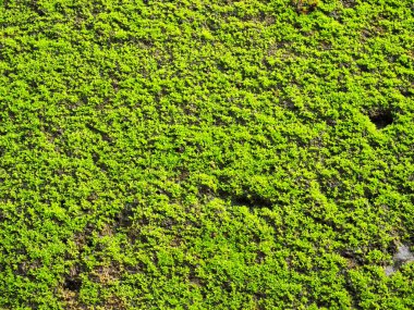 Yağmur mevsiminde yosun.