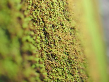 Yağmur mevsiminde yosun.