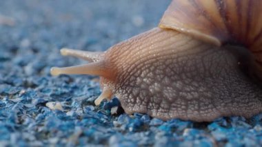 Salyangoz mavi stadyumda sürünüyor..