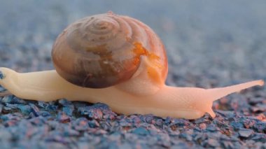 Salyangoz yerde sürünüyor.