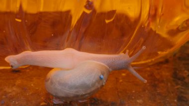 Salyangoz yerde sürünüyor.