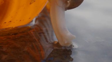 Salyangoz yerde sürünüyor.