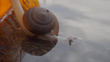 Salyangoz yerde sürünüyor.