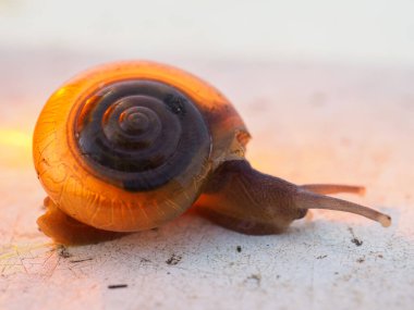 Salyangoz yerde sürünüyor.
