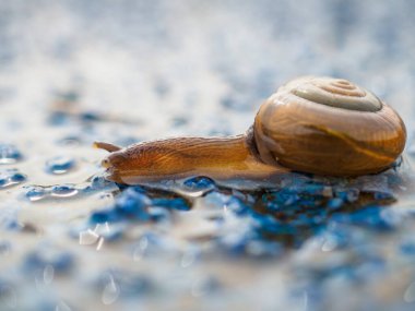 Salyangoz yerde sürünüyor.