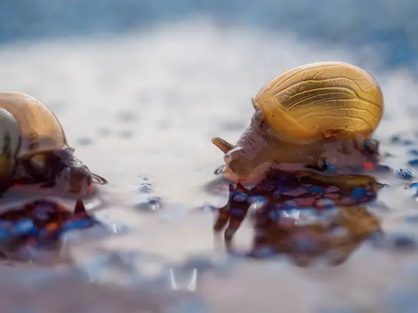 stock image Snail crawling on the floor