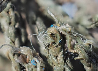 Eski püskü naylon ağ halatı