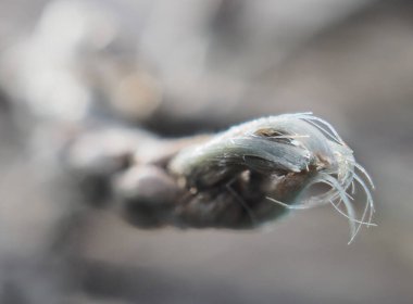 Eski püskü naylon ağ halatı