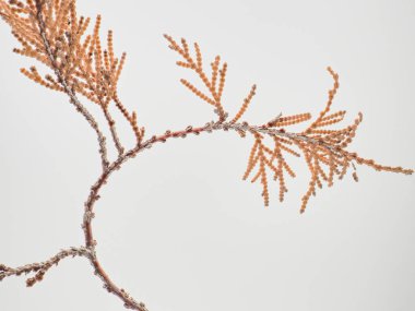 Kahverengi kuru yaprakları ve dalları olan çam ağacı