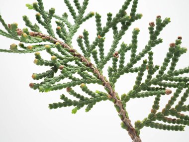 Yeşil yapraklı ve dallı çam ağacı