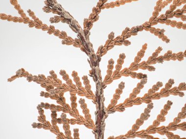 Kahverengi kuru yaprakları ve dalları olan çam ağacı