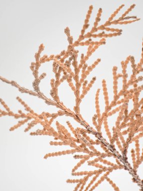 Kahverengi kuru yaprakları ve dalları olan çam ağacı