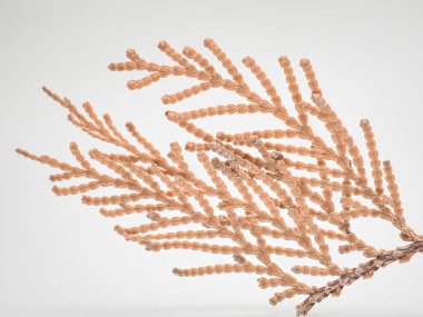 Kahverengi kuru yaprakları ve dalları olan çam ağacı