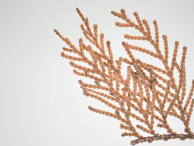 Kahverengi kuru yaprakları ve dalları olan çam ağacı