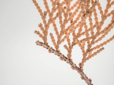 Kahverengi kuru yaprakları ve dalları olan çam ağacı